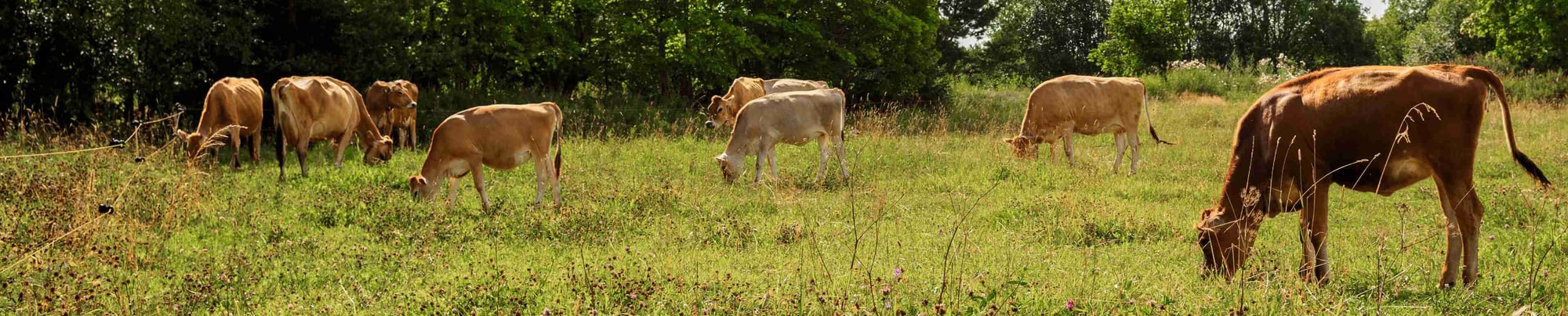 Happy cows roaming