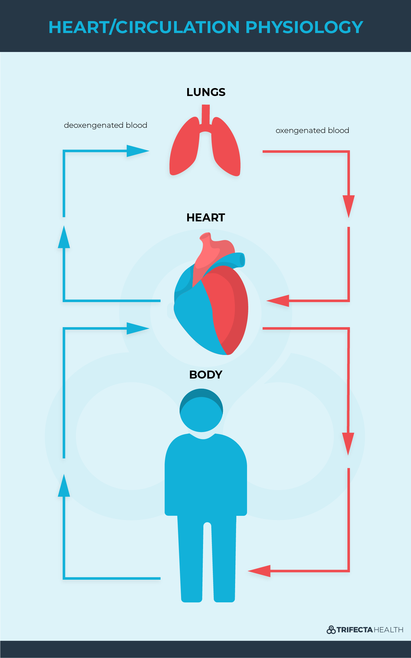 Diagrams_%20Heart-circulation%20physiolo