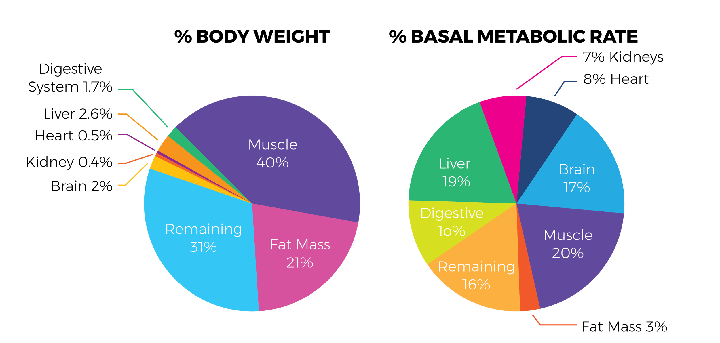 Blog de perte de graisse Graphiques-05-1