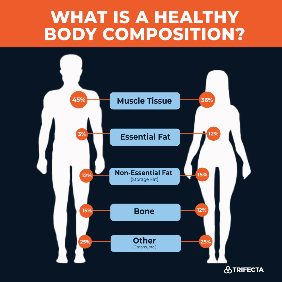 what does body composition include