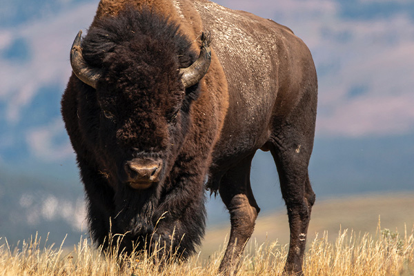 carnivore-pic-bison